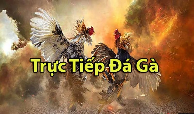 https://ukads.online/tim-hieu-ve-da-ga-thomo-campuchia/